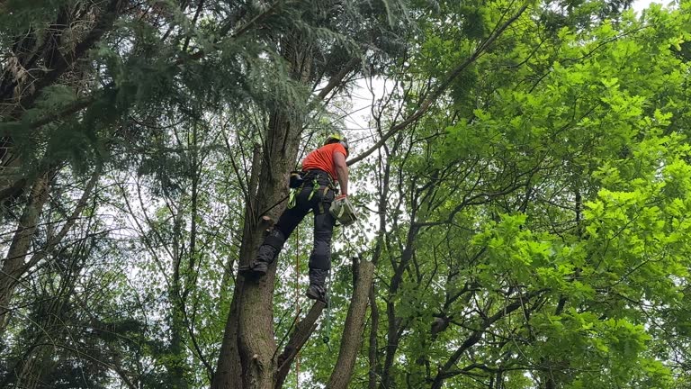 Best Tree Health Inspection  in Eagle River, WI